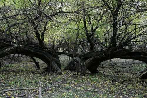 Twisted trees with gnarled branches in a dense, green forest setting, surrounded by fallen leaves on the ground.