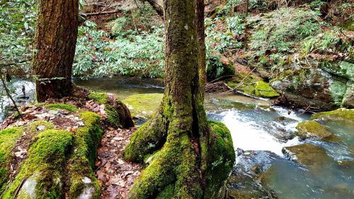 A serene forest scene with moss-covered trees beside a flowing stream, surrounded by lush greenery and rocky terrain.