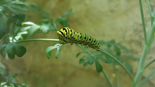 A close-up of a yellow and black striped caterpillar on a green plant stem.