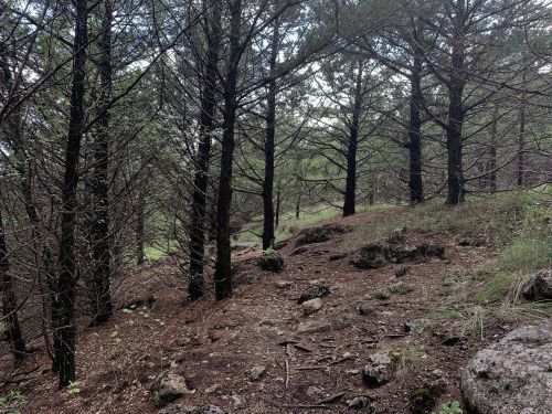 A forest path winding through tall trees, with rocky ground and scattered greenery.