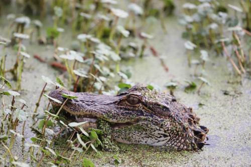 A crocodile partially submerged in water, surrounded by green vegetation and lily pads.