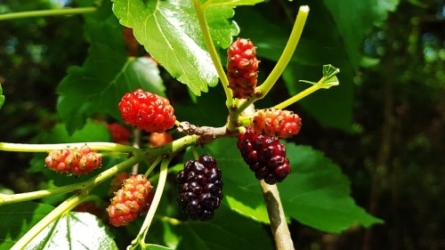 A close-up of a mulberry branch with red and black berries among green leaves.