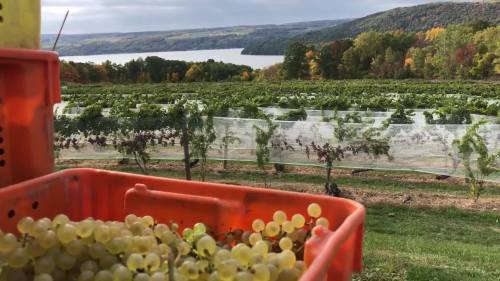 A view of a vineyard with a lake in the background, featuring a basket of freshly picked grapes in the foreground.
