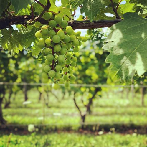 A close-up of green grape clusters hanging from a vine, surrounded by lush green leaves in a vineyard.