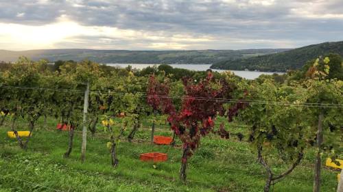 Vineyard with green and red grapevines, orange harvest bins, and a scenic lake in the background under a cloudy sky.