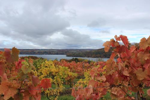 Vibrant autumn vineyard with red and yellow leaves overlooking a calm lake under a cloudy sky.
