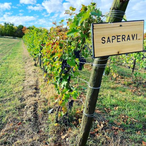 Vineyard row with Saperavi sign, lush green vines, and clusters of grapes under a blue sky with scattered clouds.