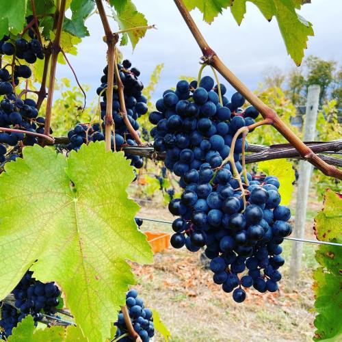 Clusters of dark blue grapes hanging from a vine, surrounded by green leaves in a vineyard setting.