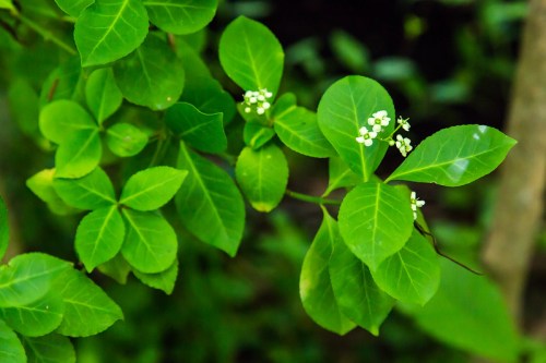 Green leaves with small white flowers against a blurred green background.