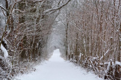 A snow-covered path winds through a forest of bare trees, creating a serene winter landscape.