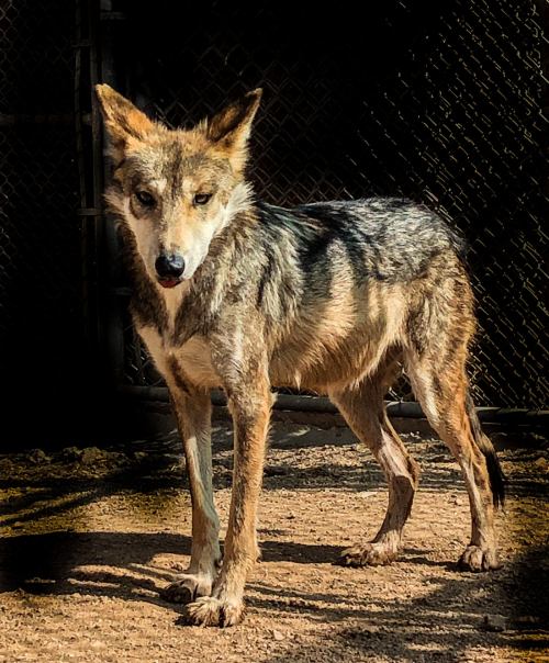 A coyote stands alert in a sandy enclosure, with a textured coat and sharp features, surrounded by a fence.