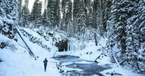 A person walks along a snowy riverbank surrounded by tall evergreen trees and ice formations.