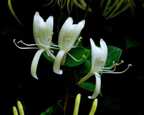 Two delicate white flowers with long petals and green leaves against a dark background.