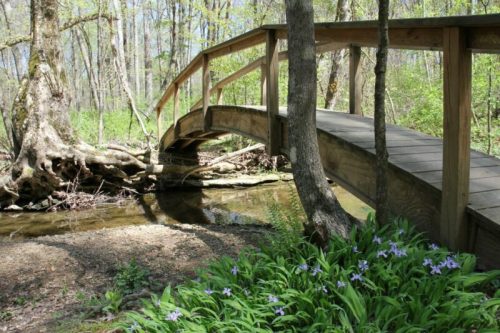 A wooden bridge arches over a small stream, surrounded by trees and blooming flowers in a serene forest setting.
