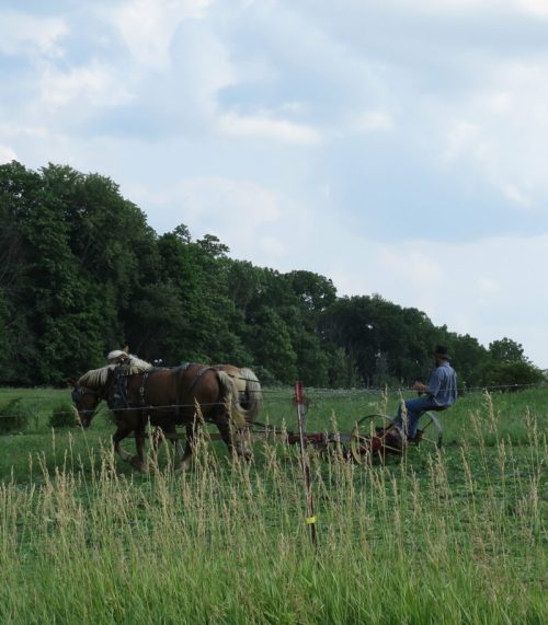 A person guides a horse-drawn plow through a green field under a cloudy sky.
