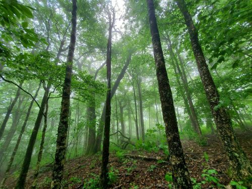 A misty forest scene with tall trees and lush green foliage, creating a serene and tranquil atmosphere.