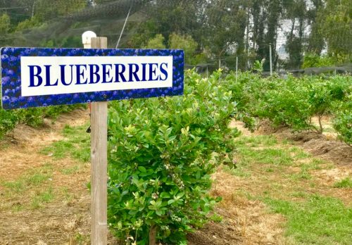 A sign reading "BLUEBERRIES" in a field with green blueberry bushes and trees in the background.