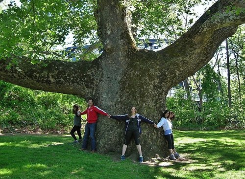 A group of four people holding hands around a large tree in a sunny park.