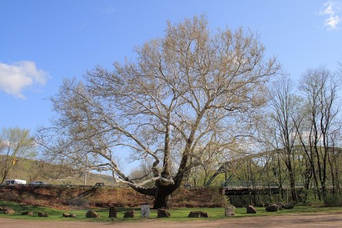 A large, leafless tree stands against a blue sky, surrounded by bare ground and distant greenery.
