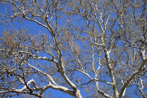 Bare branches of a tree against a clear blue sky, showcasing intricate patterns and textures.