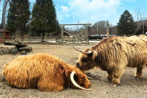 Two Highland cattle, one lying down and the other standing nearby, in a farm setting with trees and a fence in the background.
