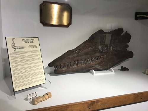 Fossilized skull of Tylosaurus proggressus displayed in a museum case, with an informational plaque beside it.
