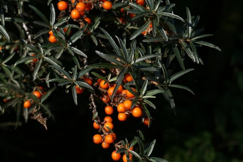 A close-up of a branch with green, spiky leaves and clusters of bright orange berries against a dark background.