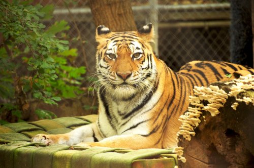 A close-up of a tiger resting on a green mat, surrounded by trees and a wooden log in a zoo setting.