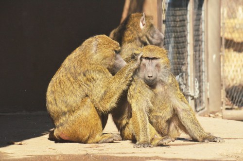 Three baboons sit together, one grooming another while the third observes in a sunlit enclosure.