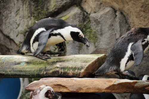 Two penguins on a wooden perch, one leaning forward as if about to jump, with a rocky background.