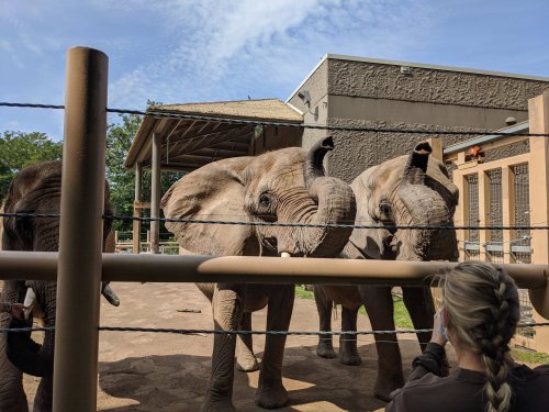 Two elephants reach out with their trunks towards a person behind a fence at a zoo on a sunny day.