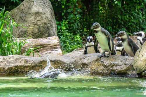 A group of penguins on a rocky shore, with one diving into the water and splashing. Lush greenery in the background.