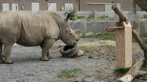 A rhinoceros stands near a tire and a cardboard box in a zoo enclosure, surrounded by gravel and grass.