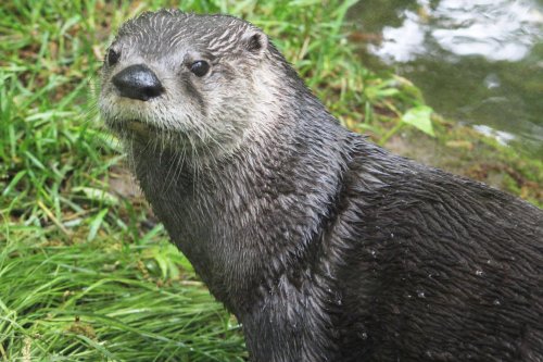A close-up of a wet otter sitting on grass near water, looking curiously at the camera.