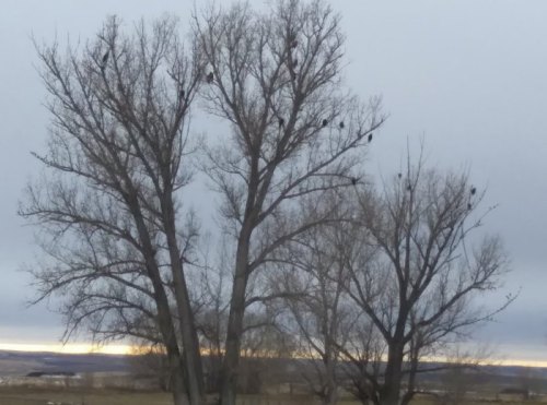 Silhouetted trees against a cloudy sky, with several birds perched on the branches at dusk.