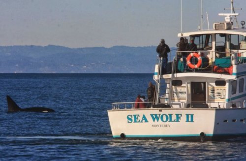 A boat named "Sea Wolf II" with people on board, observing an orca in the water nearby.