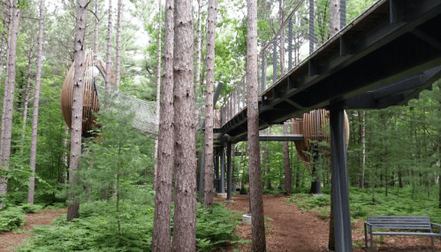 A wooden walkway and structure weave through tall trees in a lush forest, surrounded by greenery.