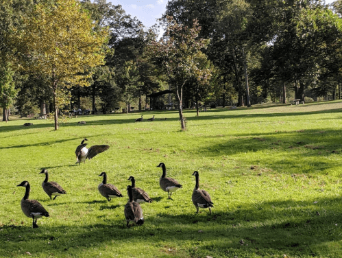 A group of geese walking on a grassy park area, with trees and a shelter in the background.