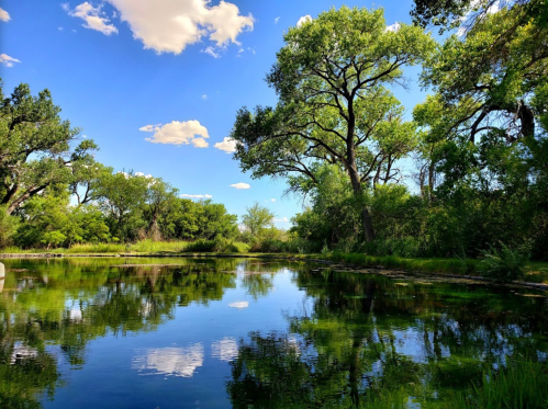 A serene pond surrounded by lush greenery and trees, reflecting a clear blue sky with fluffy clouds.