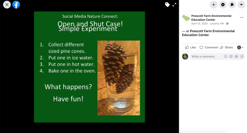 A green poster with instructions for a pine cone experiment involving hot and cold water.
