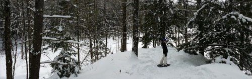 A person snowshoeing through a snowy forest, surrounded by tall trees and a winter landscape.