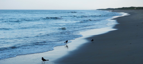 A serene beach at dusk with gentle waves and two birds walking along the shoreline.