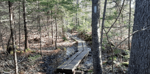 A wooden boardwalk winding through a lush, green forest with trees and scattered leaves.