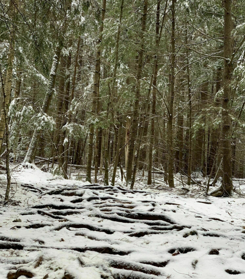 A snowy forest scene with tall trees and a path covered in snow and exposed roots.