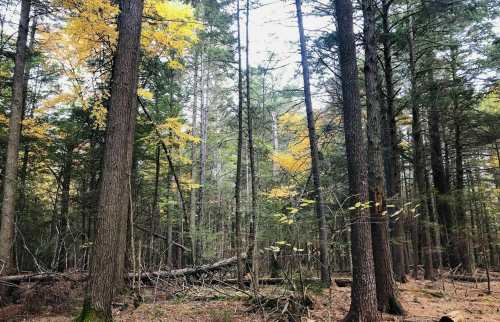 A serene forest scene with tall trees, some with yellow leaves, and a carpet of fallen leaves on the ground.