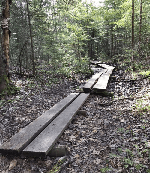 A wooden boardwalk winding through a lush, green forest with sunlight filtering through the trees.