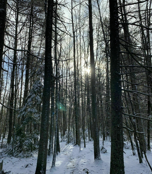 A snowy forest with tall, bare trees and sunlight filtering through the branches.