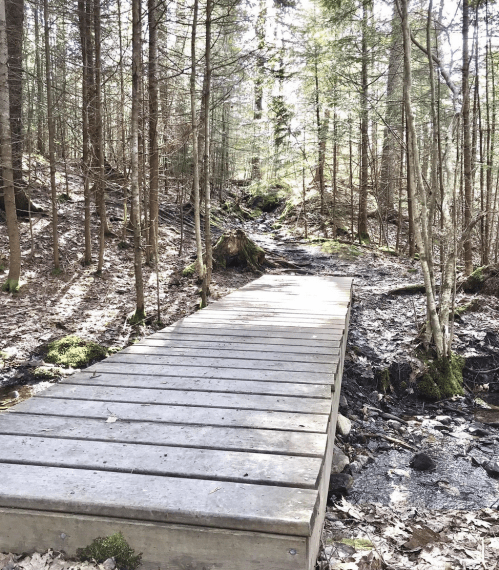 A wooden bridge spans a small stream in a forest, surrounded by trees and fallen leaves.