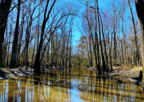 A serene waterway surrounded by bare trees under a bright blue sky, reflecting the landscape in calm waters.