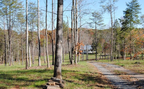 A gravel path leads through a forest of tall trees, with a house visible in the distance under a clear blue sky.